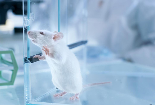 告別惡臭，守護呼吸健康，全面凈化動物實驗室空氣環(huán)境